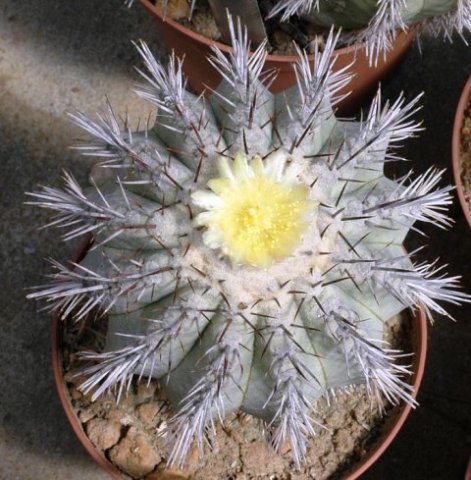 Copiapoa_calderana_1